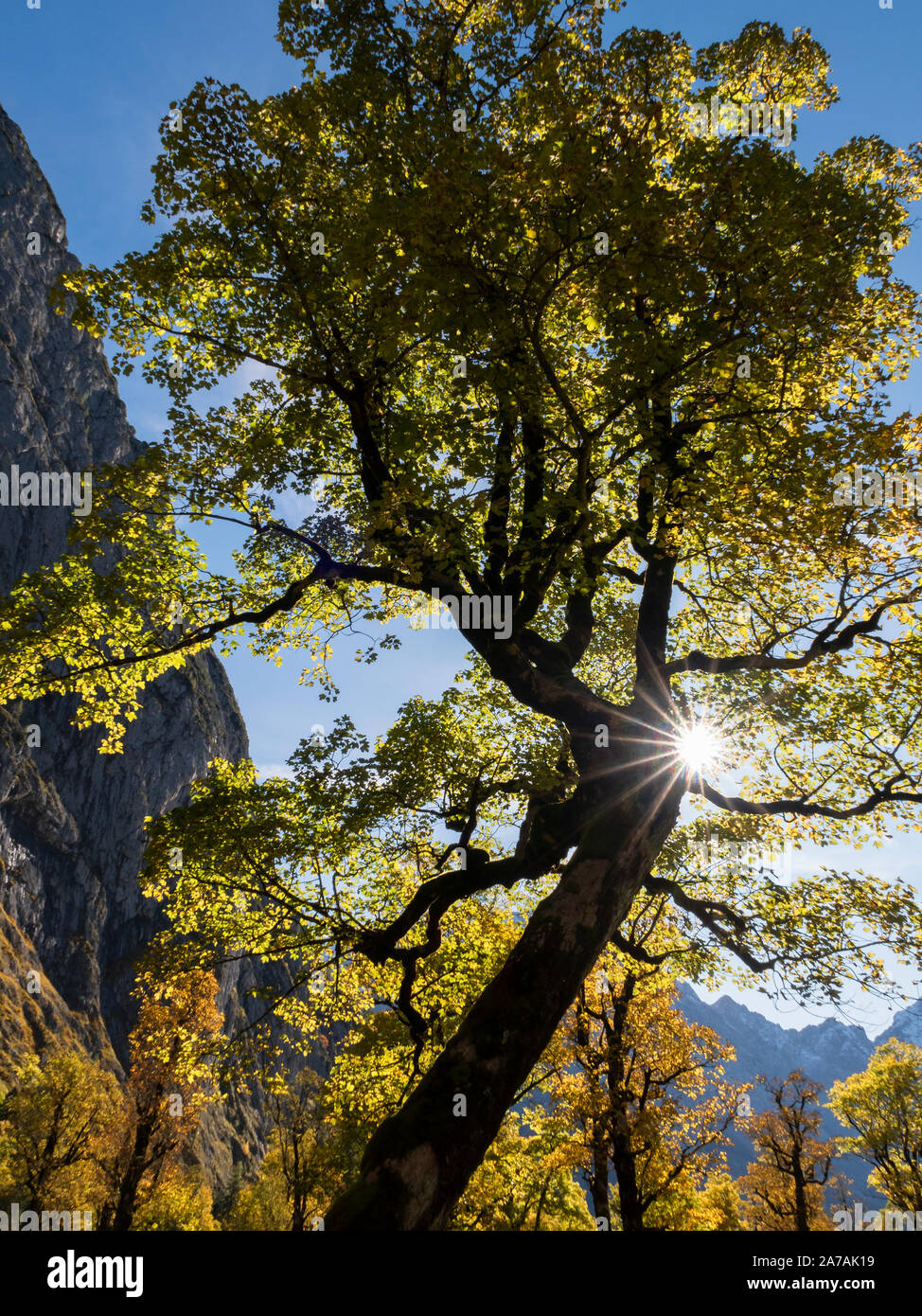 Maple tree on the Ahornboden, Austria, that has a steep shape movement ...