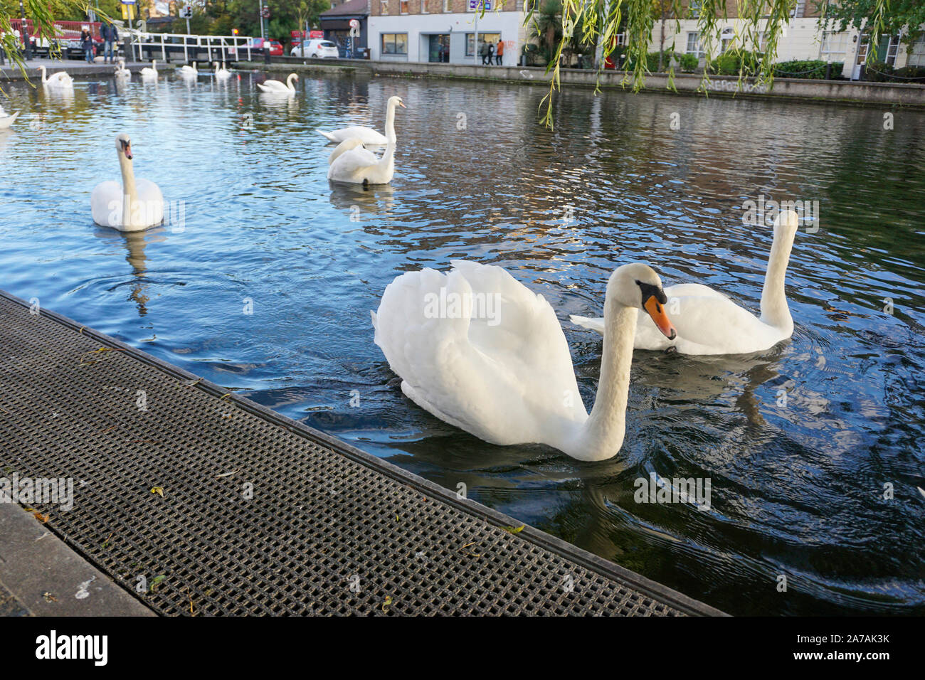 Swans in Portobello Harbour on the Grand Canal Dublin, Ireland Stock