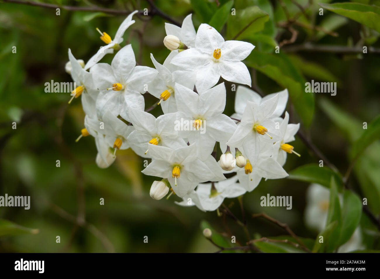 Potato Vine Flowers in Bloom Stock Photo