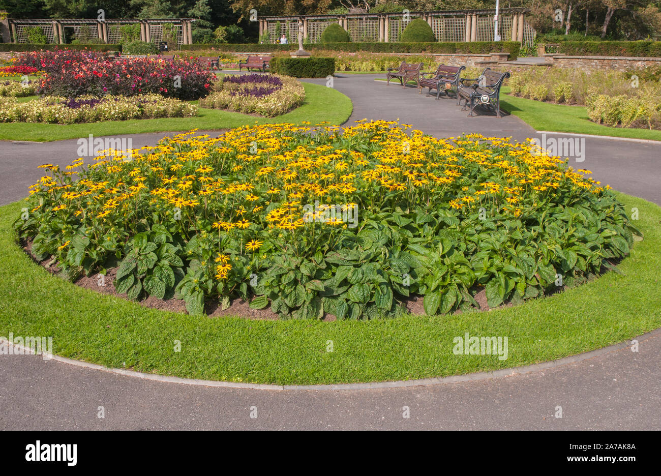 A mass planting of Rudbeckia Goldsturm in a large flower bed. A yellow flowered perennial that is fully hardy Stock Photo