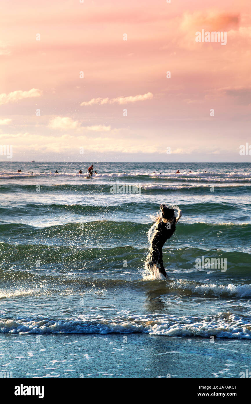 Dog jumping out of the sea at the Côte des Basques surfing beach in Biarritz, France Stock Photo