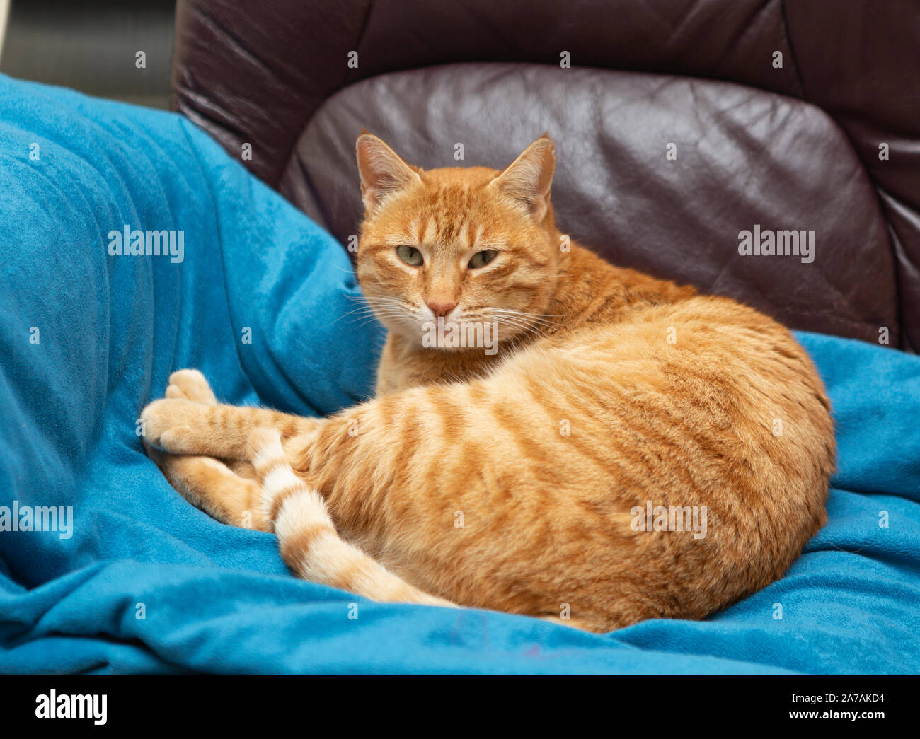 Red-haired cat lying on a blue blanket and a leather couch Stock Photo ...