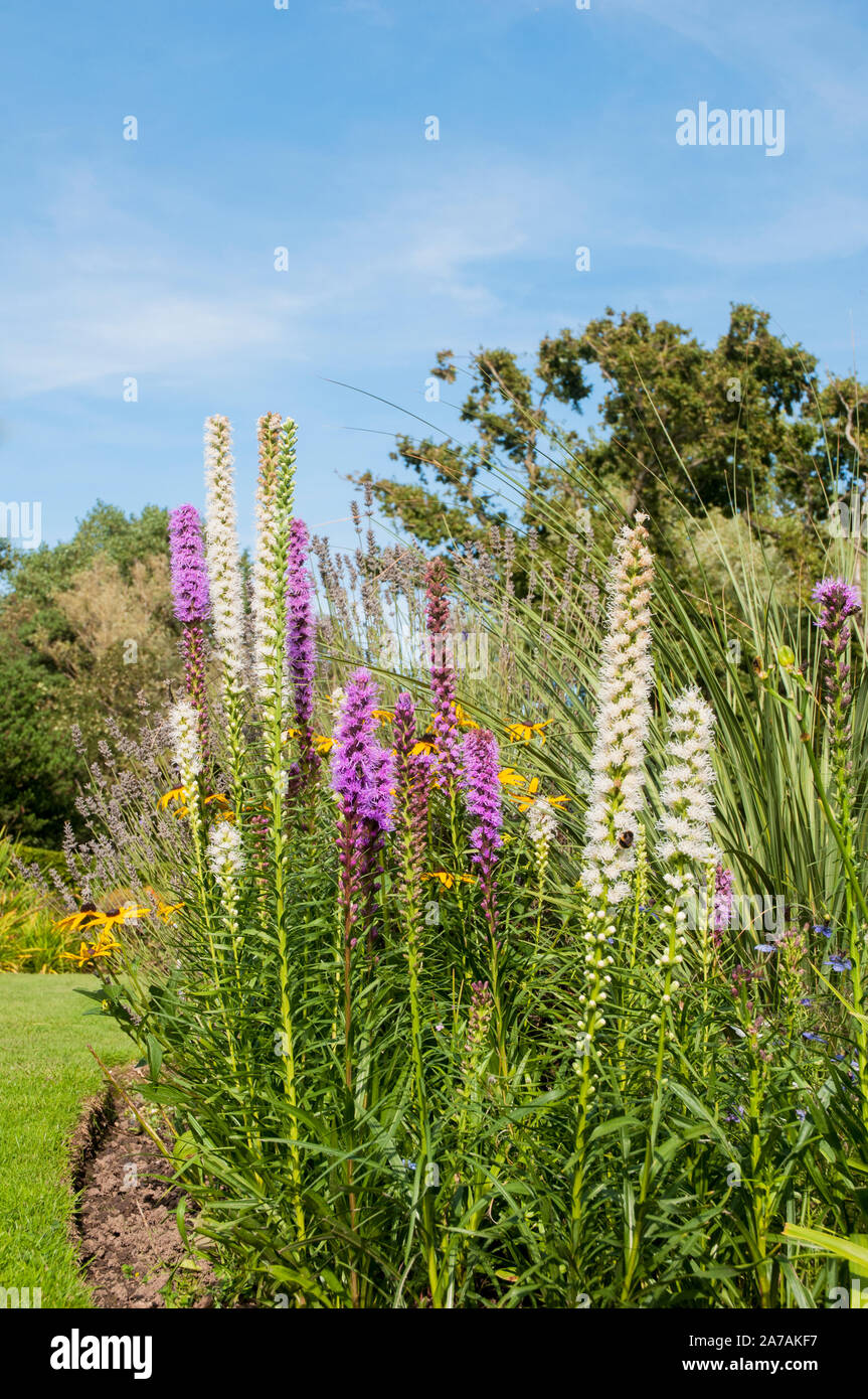 Clump of Liatris spicata floristan violet and white flower spikes in flower  A fully hardy perennial that is good for herbaceous and mixed borders Stock Photo