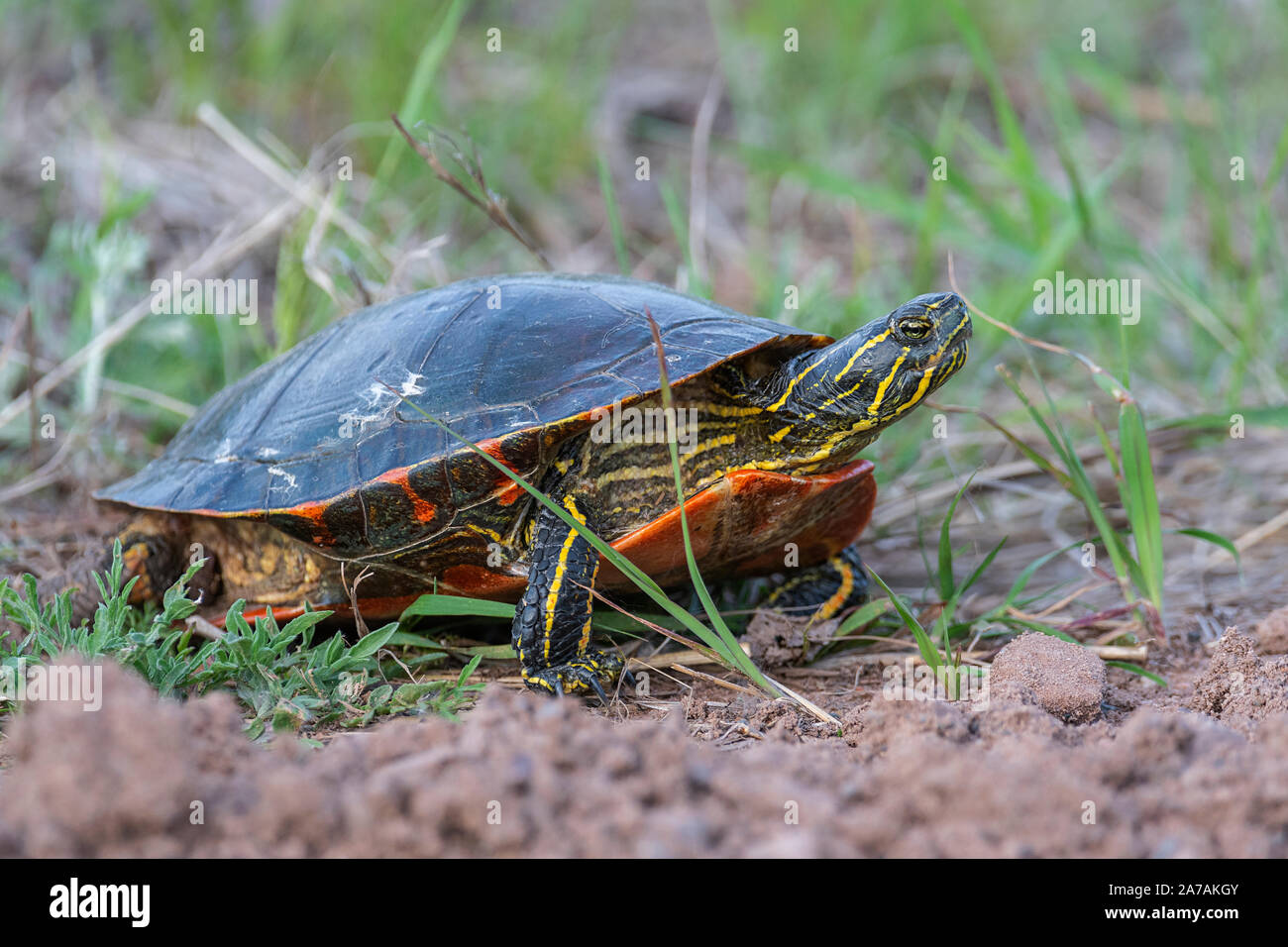 Painted turtle (Chrysemys picta) laying eggs, Eastern North America, by