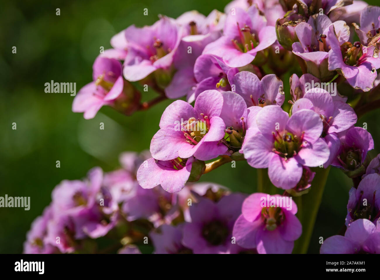 Purple Bergenia Flowers in Bloom in Springtime Stock Photo