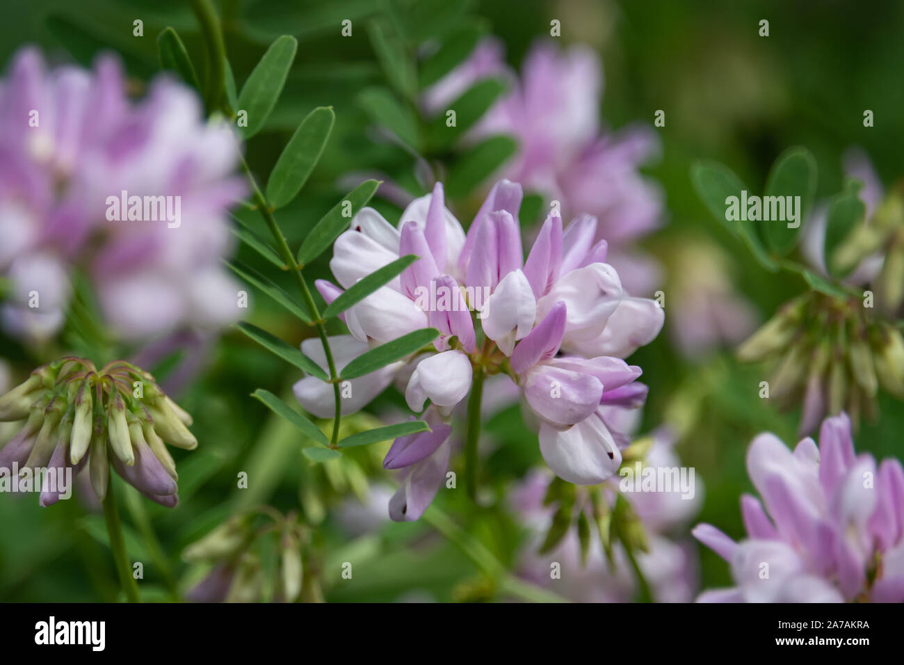 Purple Crown Vetch Flowers in Bloom in Springtime Stock Photo - Alamy