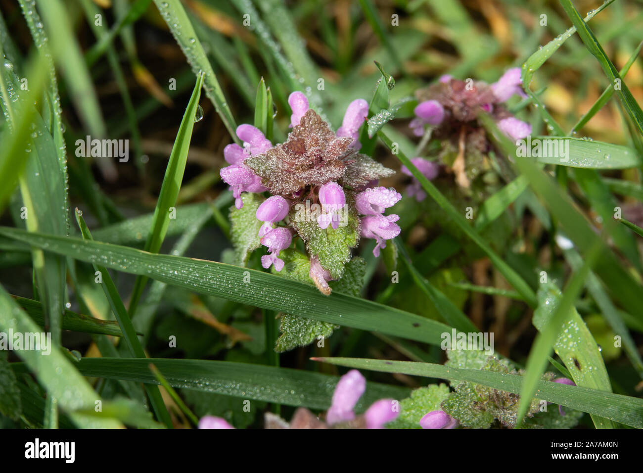 Purple Dead Nettle Flowers in Bloom in Winter Stock Photo