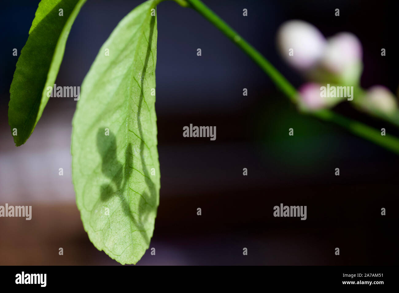 Macro image of the silhouette of new flower buds on an indoor Meyer