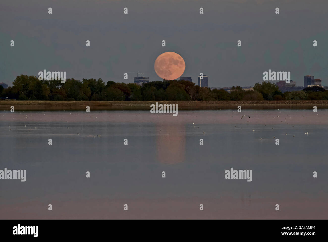 The Hunter's Moon is rising above the Denver Tech Center and reflected in a lake. Stock Photo