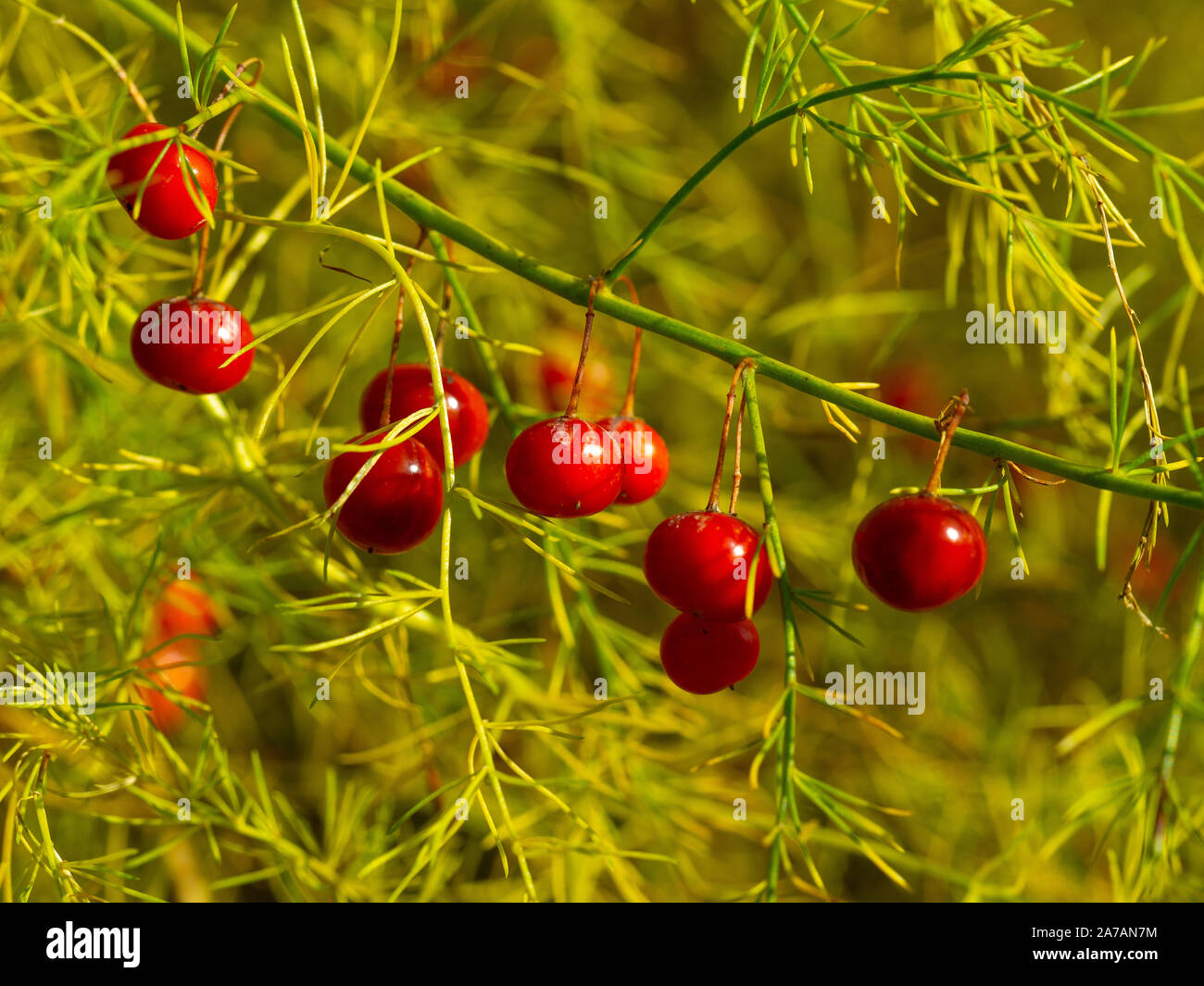 Shiny red berries on an asparagus plant in an autumn garden Stock Photo