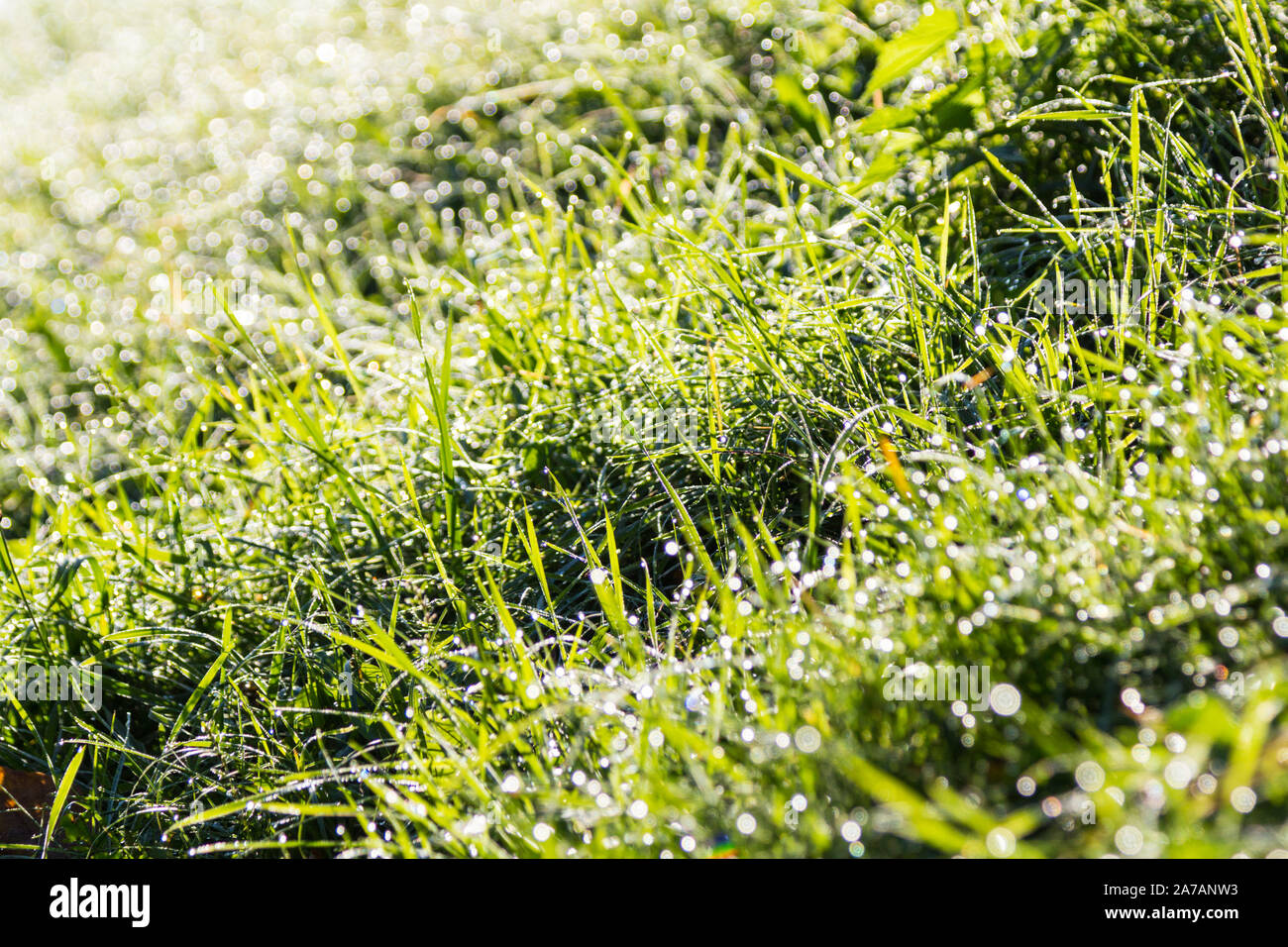 Grass with morning dew bokeh Stock Photo