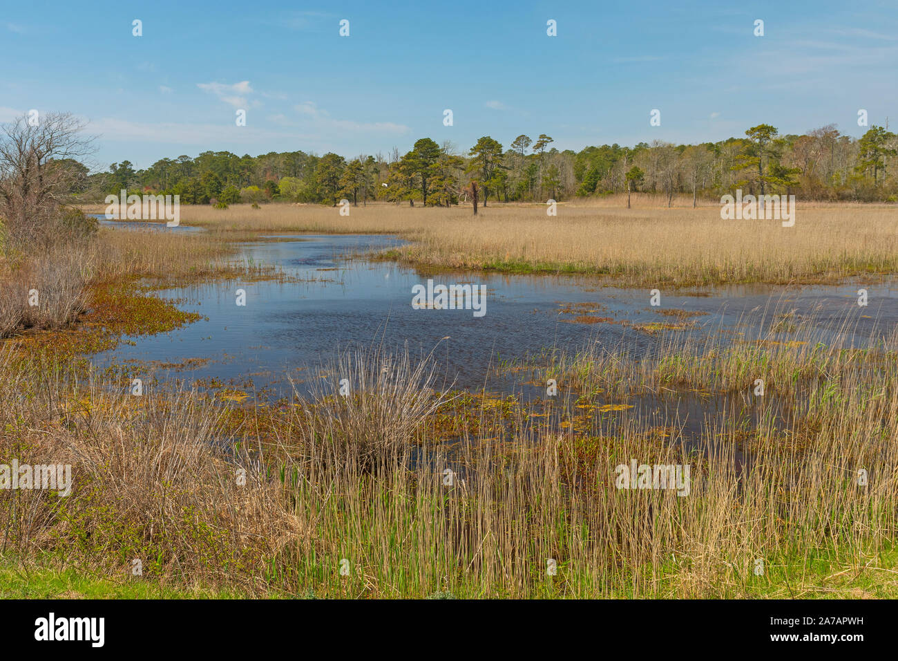 Wetland Habitat in the Sun in Chincoteague National Wildlife Refuge in