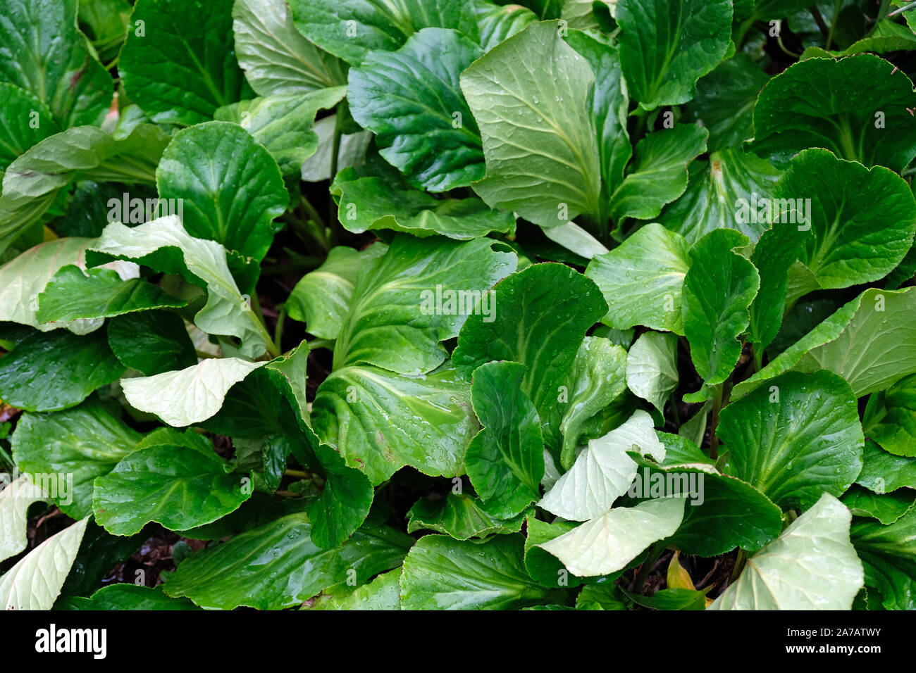 Tatsoi is an Asian variety of Brassica rapa grown for greens. Wet juicy green leaves close-up background. Stock Photo