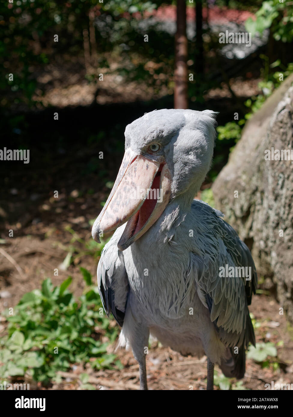 その他 shoebill Men's Cloudtilt | Grey | On Japan