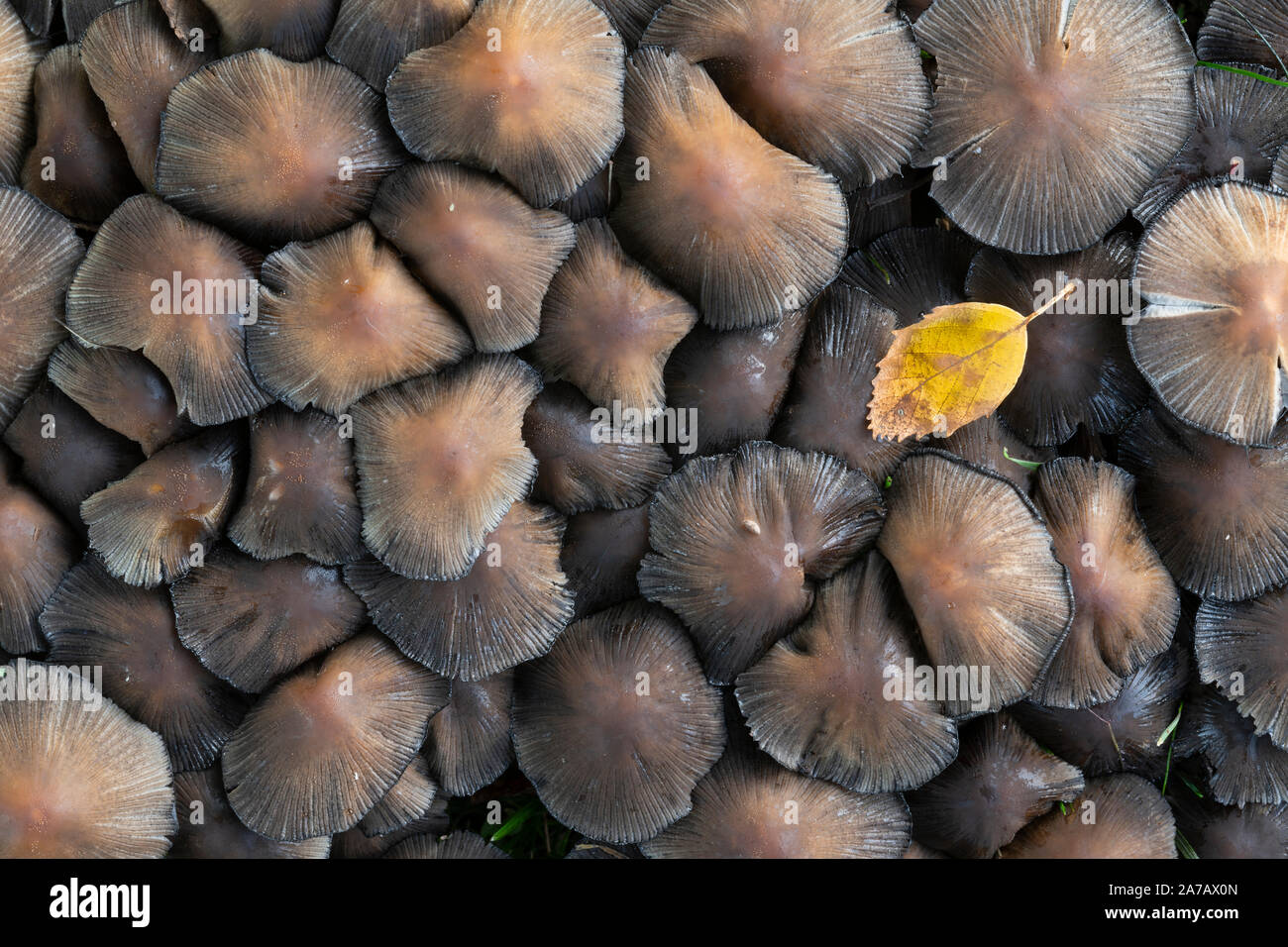 Ink Cap Mushroom (Coprinopsis atramentaria), Fall, MN, USA, by Dominique Braud/Dembinsky Photo Assoc Stock Photo