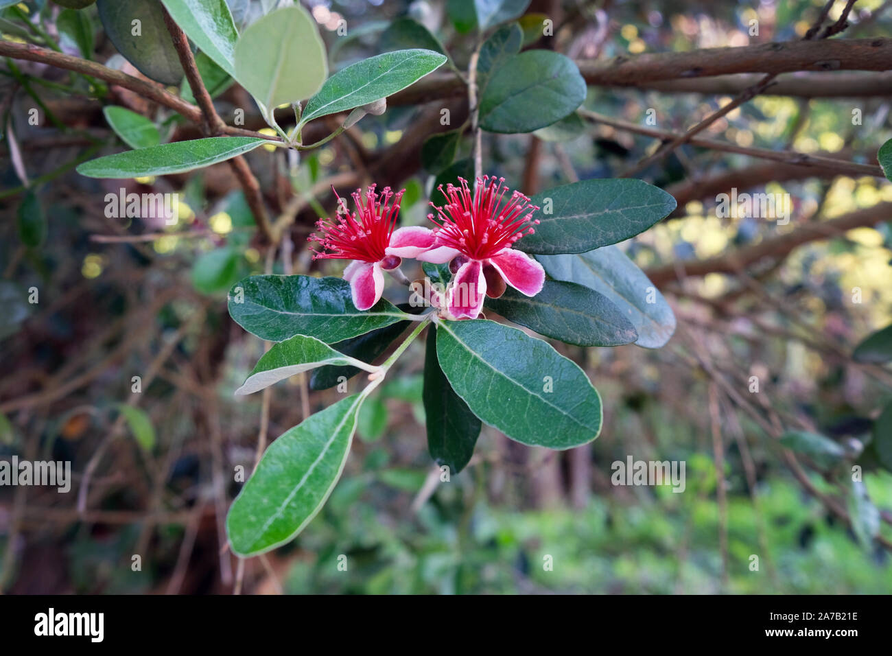 Red flower plant myrtle close-up. A pink myrtle blossomed on a branch with green leaves. Botanical garden in spring in Batumi. Stock Photo