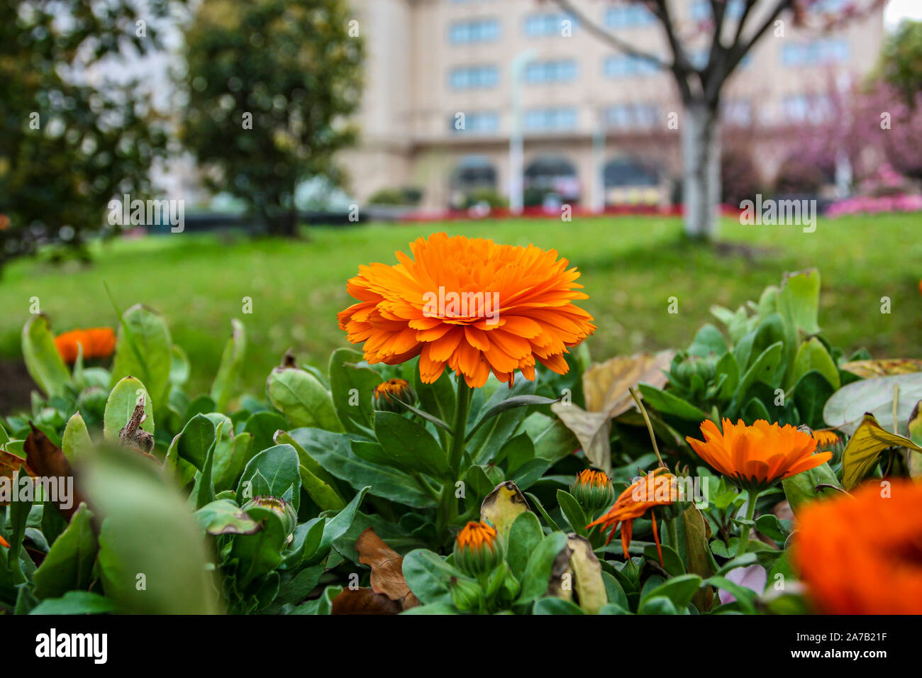 Beautiful flowers in city garden hi-res stock photography and images ...