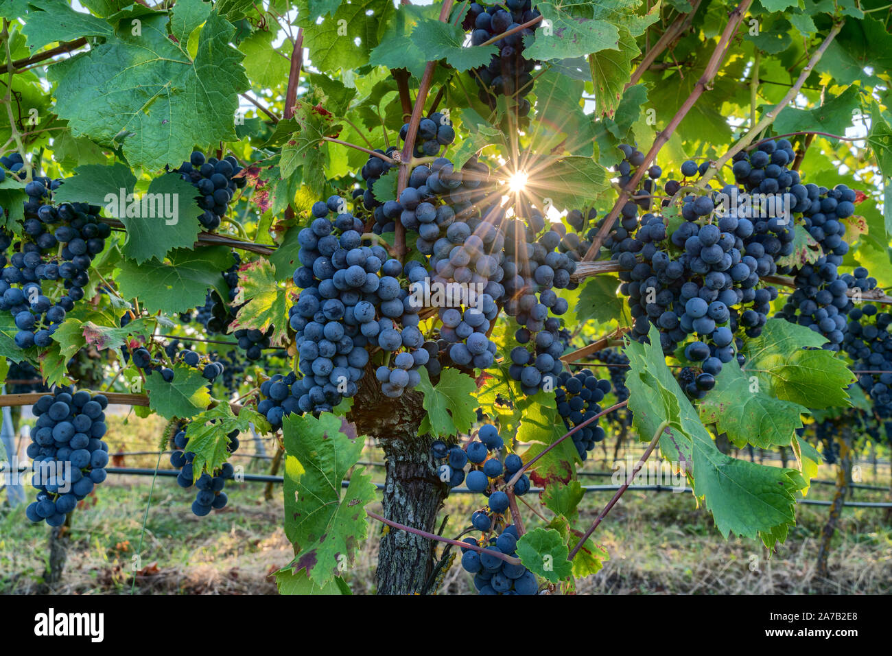 Pinot noir wine grapes in a vineyard near Wiesloch,Germany. The sun shines through the leaves creating star with many spikes Stock Photo