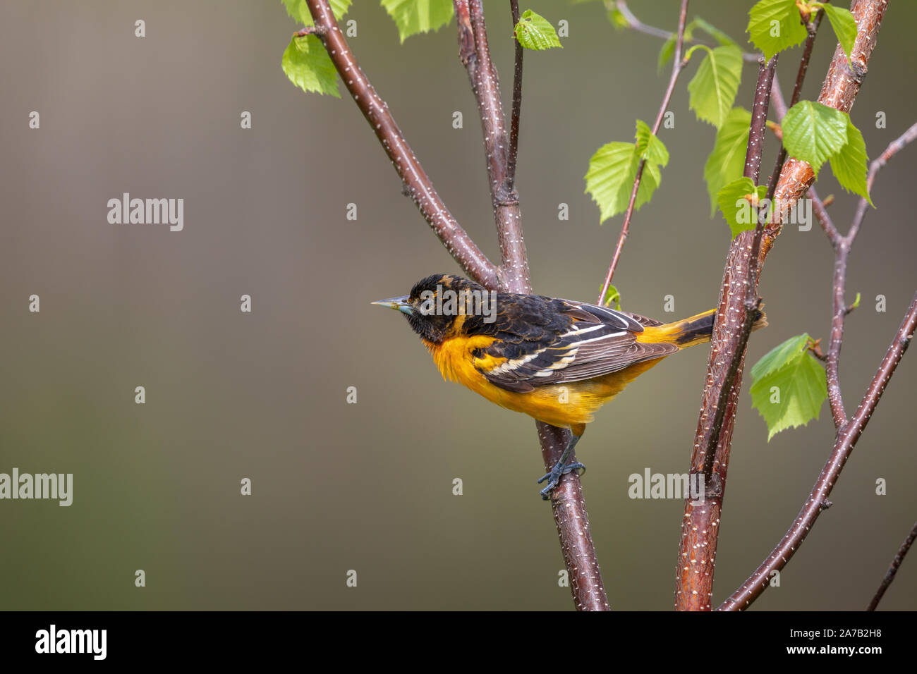 Baltimore oriole - male perched in a speckled alder. Stock Photo