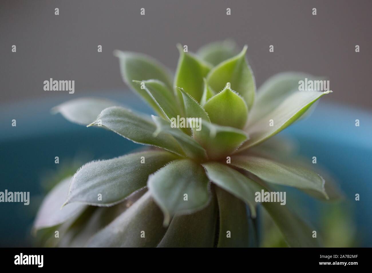 Close up of sempervivum houseplant. Stock Photo