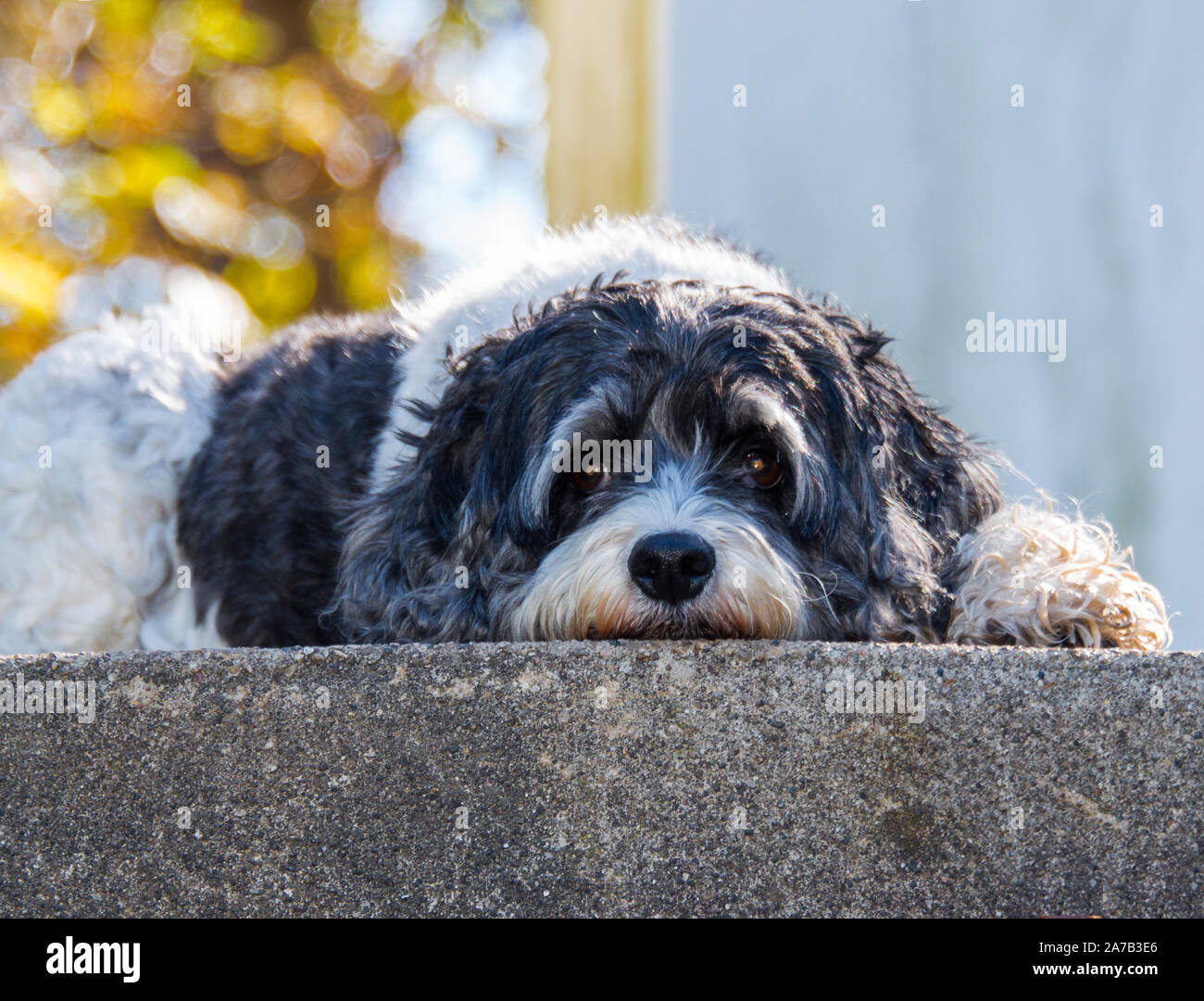 Sweet, adorable black and white curly haired cock-a-poo dog Stock Photo ...