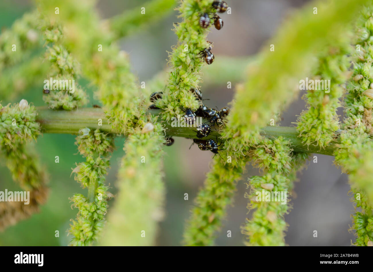 Cluster Of Ladybird Beetle On Amaranth Stalk Stock Photo