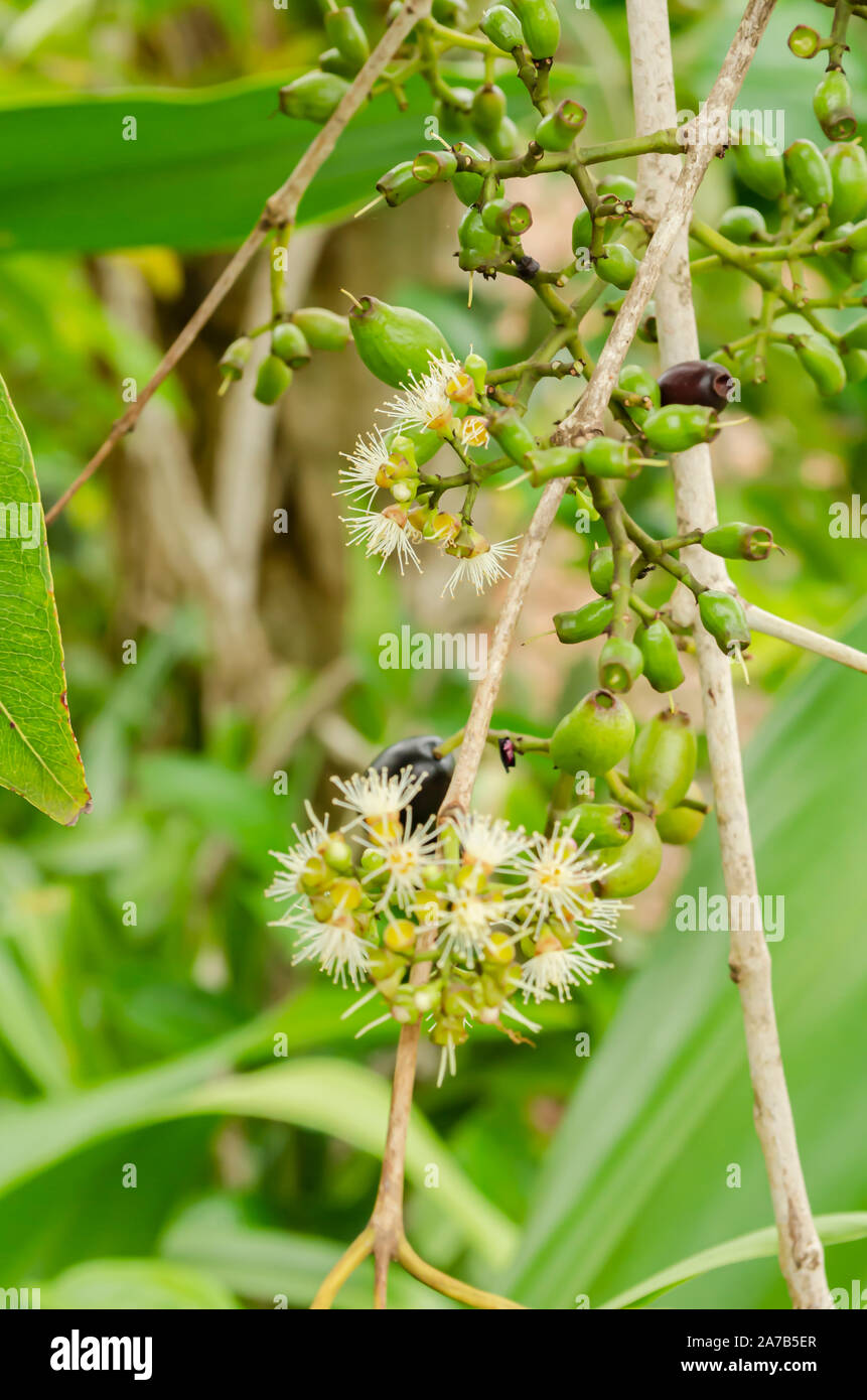 Young Fruits Of Jamun Plant Stock Photo