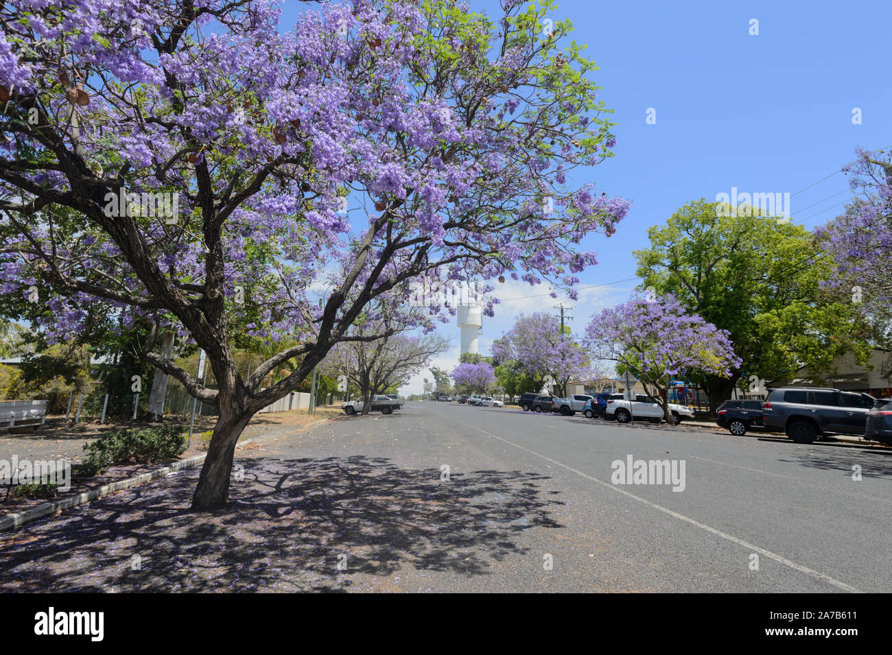 Jacaranda mimosifolia hires stock photography and images Alamy