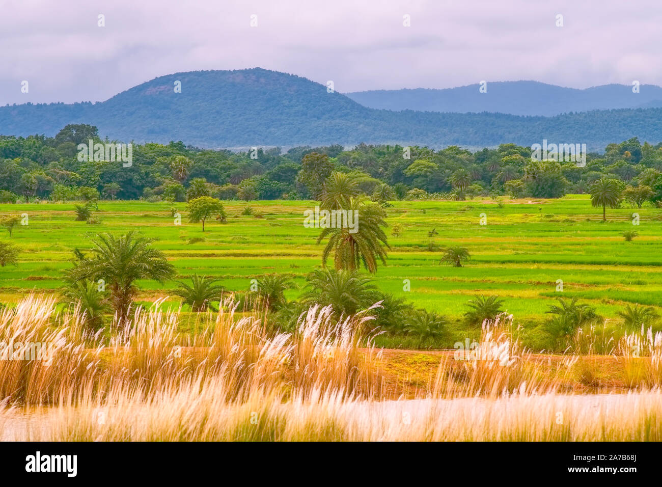 Landscape,of,Jhargram,rolling,green hills,paddy field,valley,green