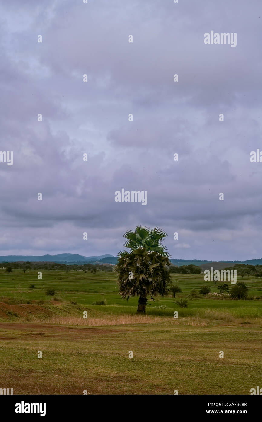 Lone ,Palmyra ,tree,overviewing,rolling,clouds,over greenhills ,paddy fiels,in ,valley,way to,Lalgarh,Jhargram,West Bengal,India. Stock Photo