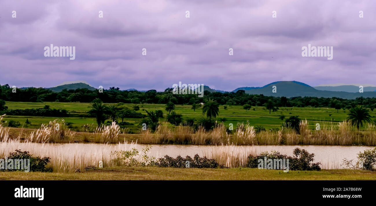 Landscape,rolling ,hills,forest,clouds,Kash,tall,grass .flowers.water body,green ,Paddy fields,Lalgarh,Jhargram,West Bengal,India. Stock Photo