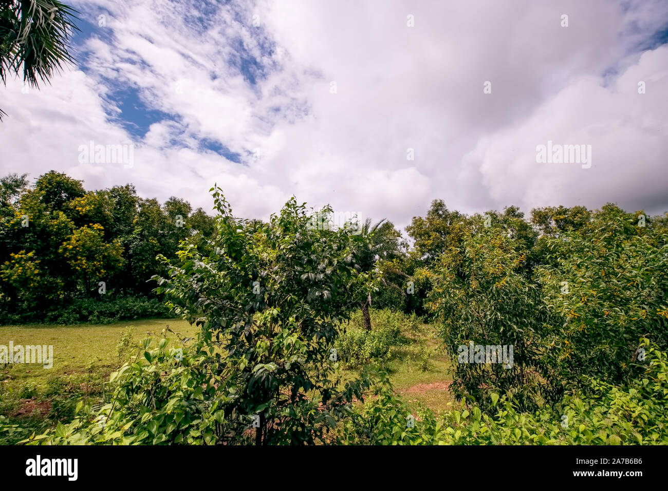 Panorama,green,in.landscape,trees,in,village ,forest,yellow flowers,blue sky,white clouds,Lalgarh, Stock Photo