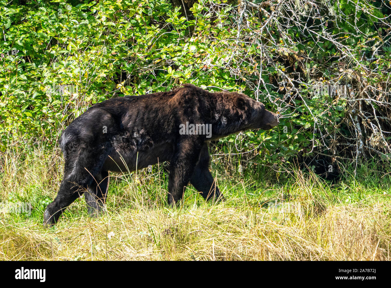 Emaciated bear walks along the river side in Thompson Sound, First Nations Territory, British Columbia, Canada. Stock Photo