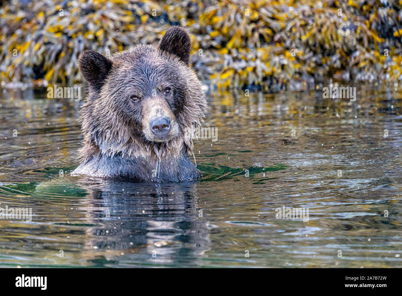 Grizzly bear swimming along the Knight Inlet shoreline during low tide, First Nations Territory, British Columbia, Canada. Stock Photo