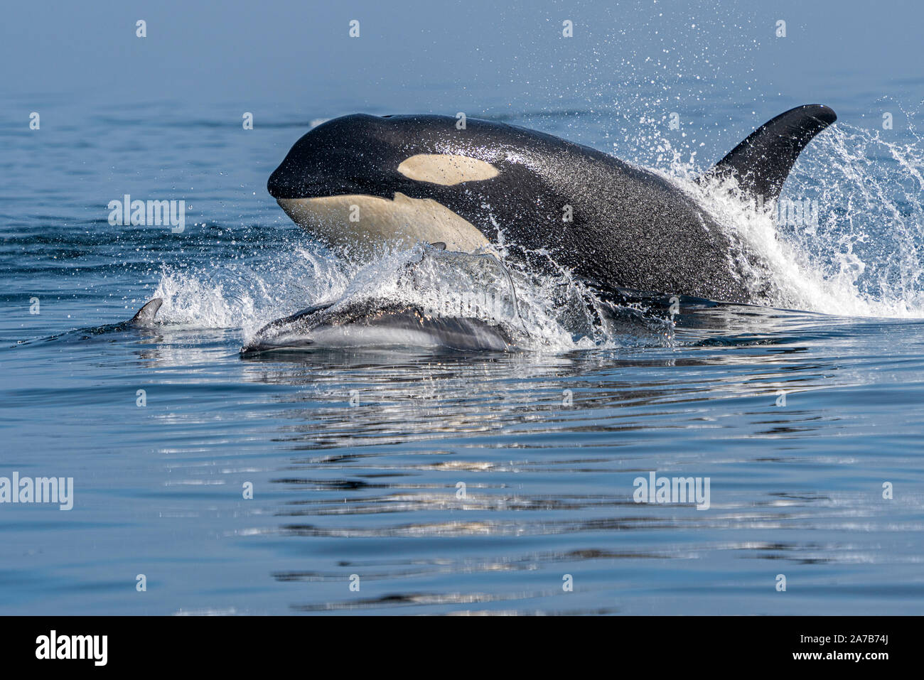 Northern resident orca (fish eating killer whale), A86 Cutter, porpoising side by side with pacific white-sided dolphins in Queen Charlotte Strait, of Stock Photo
