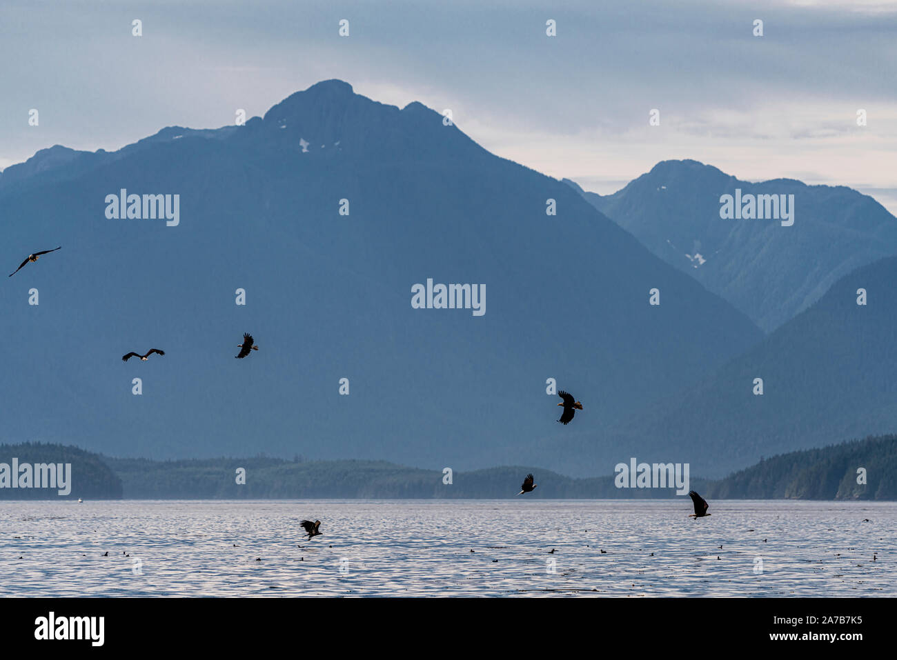 Bald eagles feeding on herring, Blackfish Sound, First Nations Territory, Vancouver Island, British Columbia, Canada Stock Photo