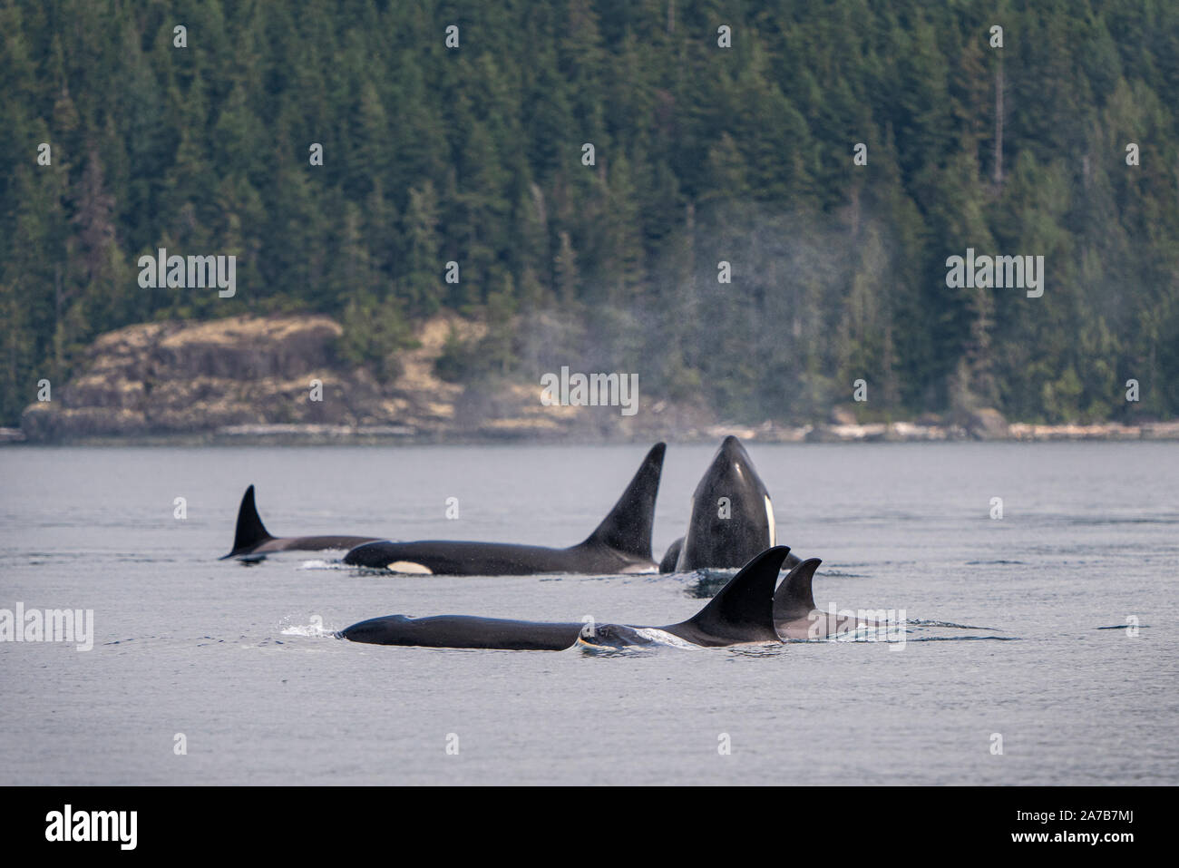 Biggs (transient killer whales) orca whales in Johnstone Strait, Vancouver Island, First Nations Territory, British Columbia, Canada. Stock Photo