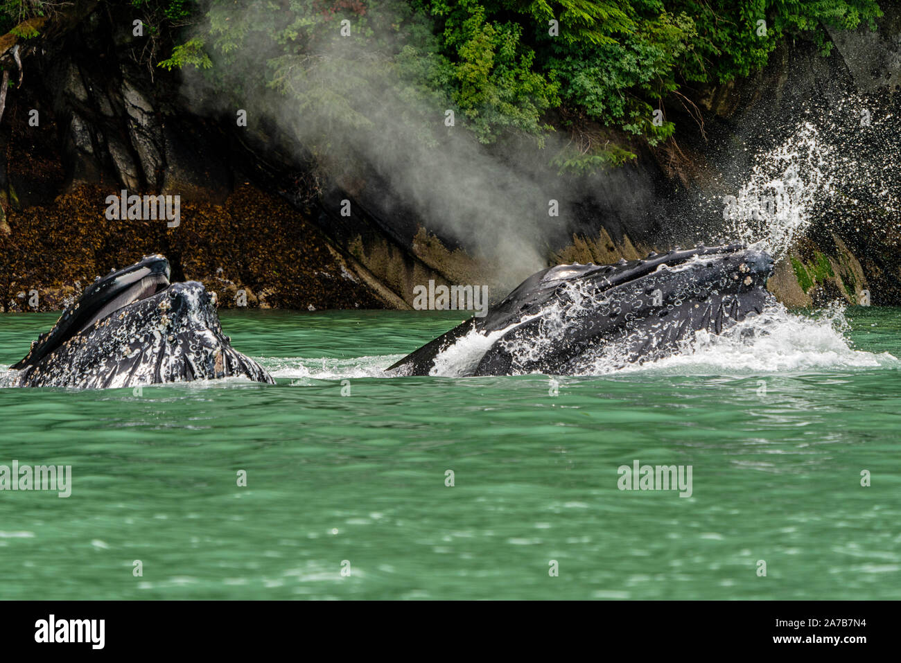 Two humpback whale lunge feeding in the green glacier feed water of Knight Inlet, First Nations Territory, Great Bear Rainforest, British Columbia, Ca Stock Photo