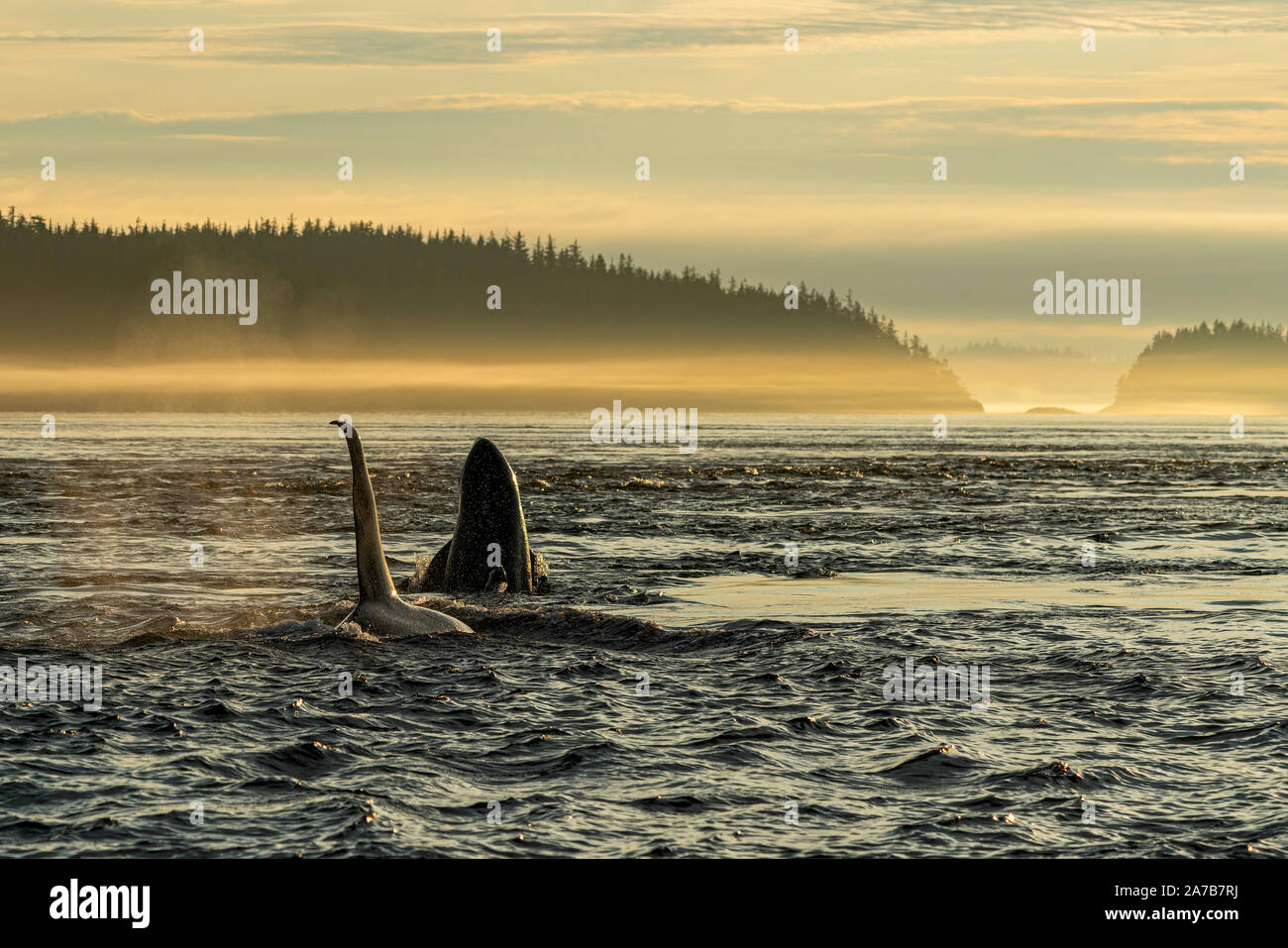 Early Morning! Northern resident killer whale (orcinus orca) spy hopping near Pearse Islands off Telegraph Cove, Vancouver Island, First Nations Terri Stock Photo