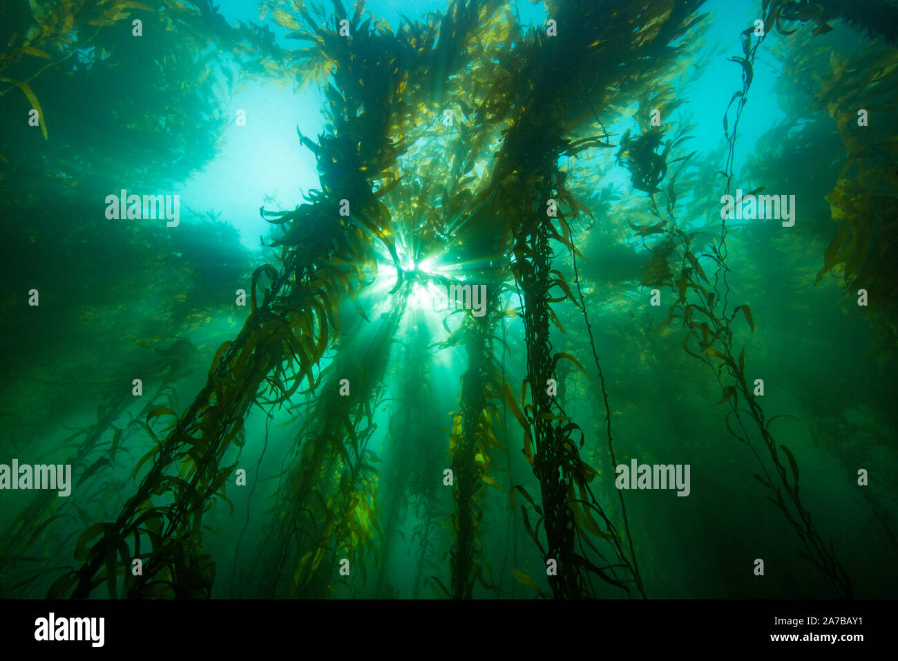 Sunlight streaming through a forest of giant kelp, Macrocystis pyrifera, off Santa Barbara Island, California, USA. Pacific Ocean. Stock Photo
