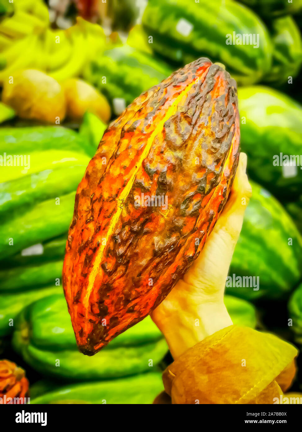 Fresh Cocoa fruit in hand. Organic cacao fruit. Cocoa healthy food