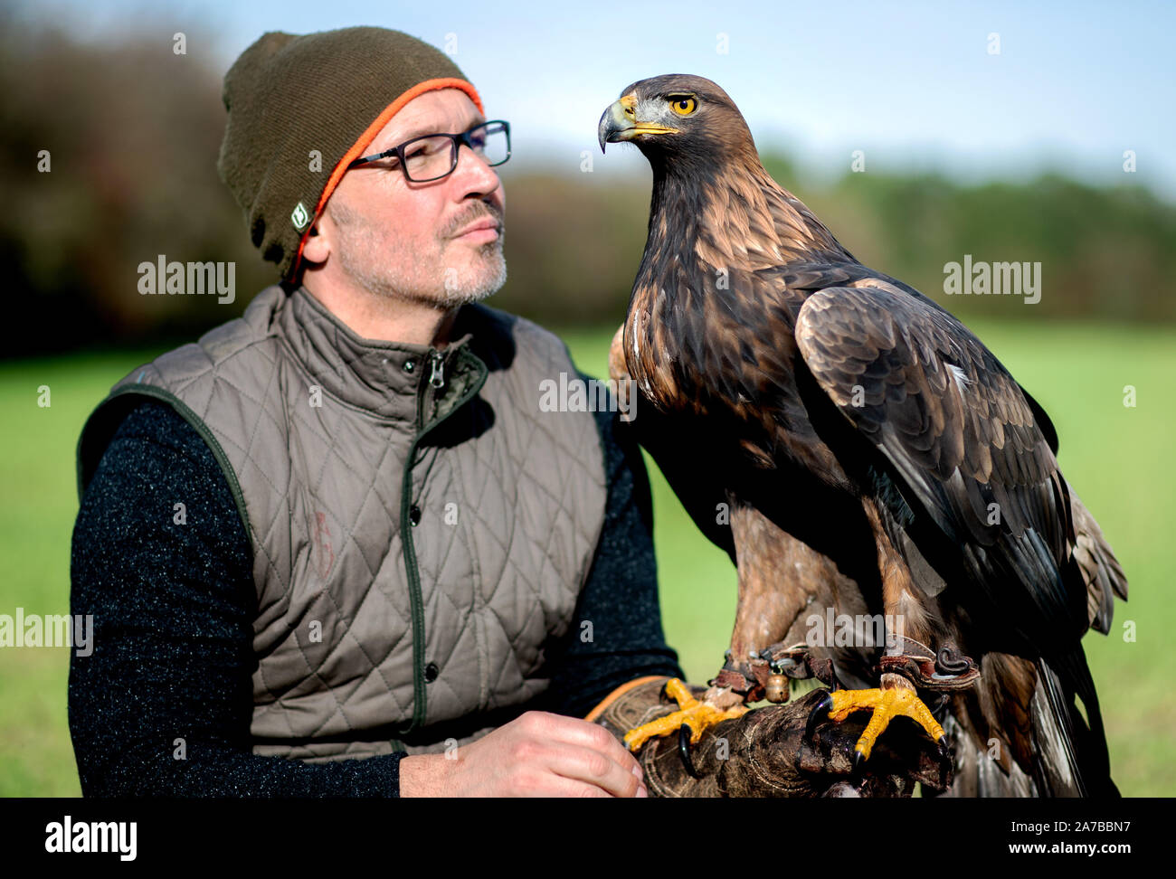 Liebenau, Germany. 26th Oct, 2019. The golden eagle 'Nordmann' sits on the glove of the falconer André Knapheide from Osnabrück. With the so-called Beizjagd of the German falcon-order (DFO) in the administrative district Nienburg, falconers go into the precinct with its gripping-birds and hunt hares, rabbits and crows. Credit: Hauke-Christian Dittrich/dpa/Alamy Live News Stock Photo