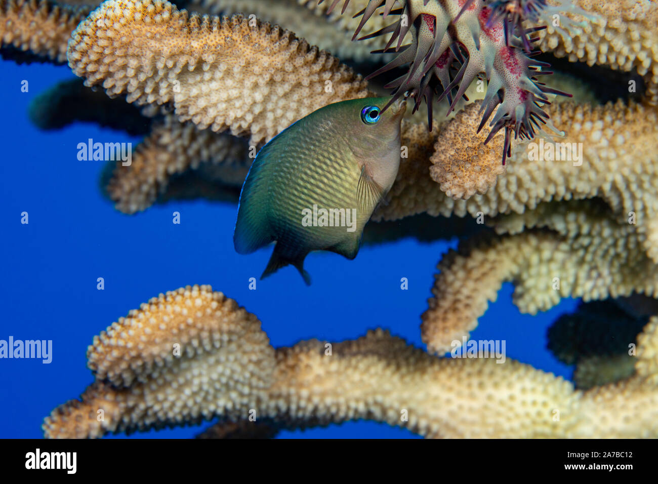 This juvenile Hawaiian gregory, Stegastes marginatus, is nipping at a crown-of-thorns starfish, Acanthaster planci, to drive it off the antler coral, Stock Photo
