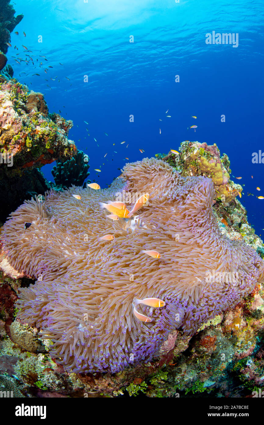 These common anemonefish, Amphiprion perideraion, are most often found associated with the anemone, Heteractis magnifica, as pictured here, Yap, Micro Stock Photo