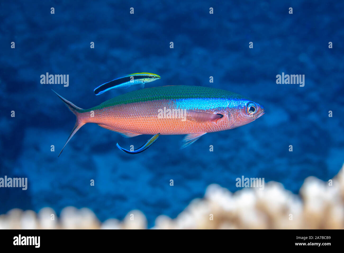 This neon fusilier, Pterocaesio tile, also known as a bluestreak fusilier, is getting inspected for parasites by two bluestreak cleaner wrasse, Labroi Stock Photo