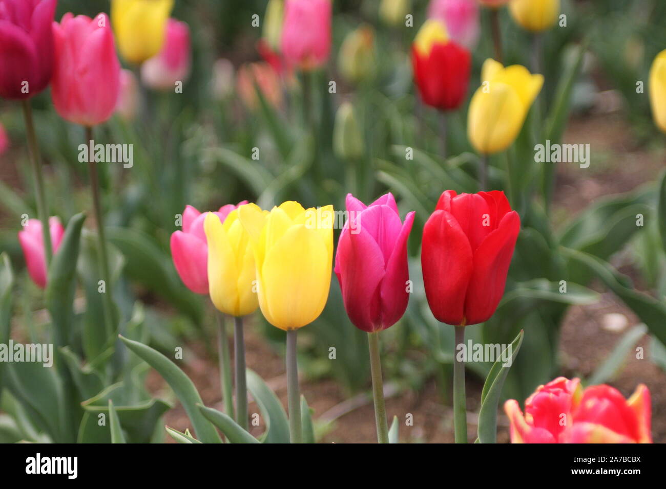 A field of colorful tulips in full bloom in spring Stock Photo - Alamy