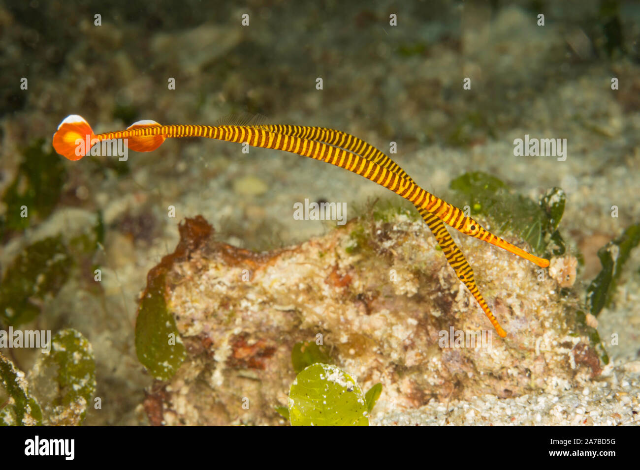 The yellowbanded pipefish, Doryhamphus pessuliferus, has also been know as, yellow ringed pipefish, Dunckerocampus pessuliferus,  many-Banded pipefish Stock Photo