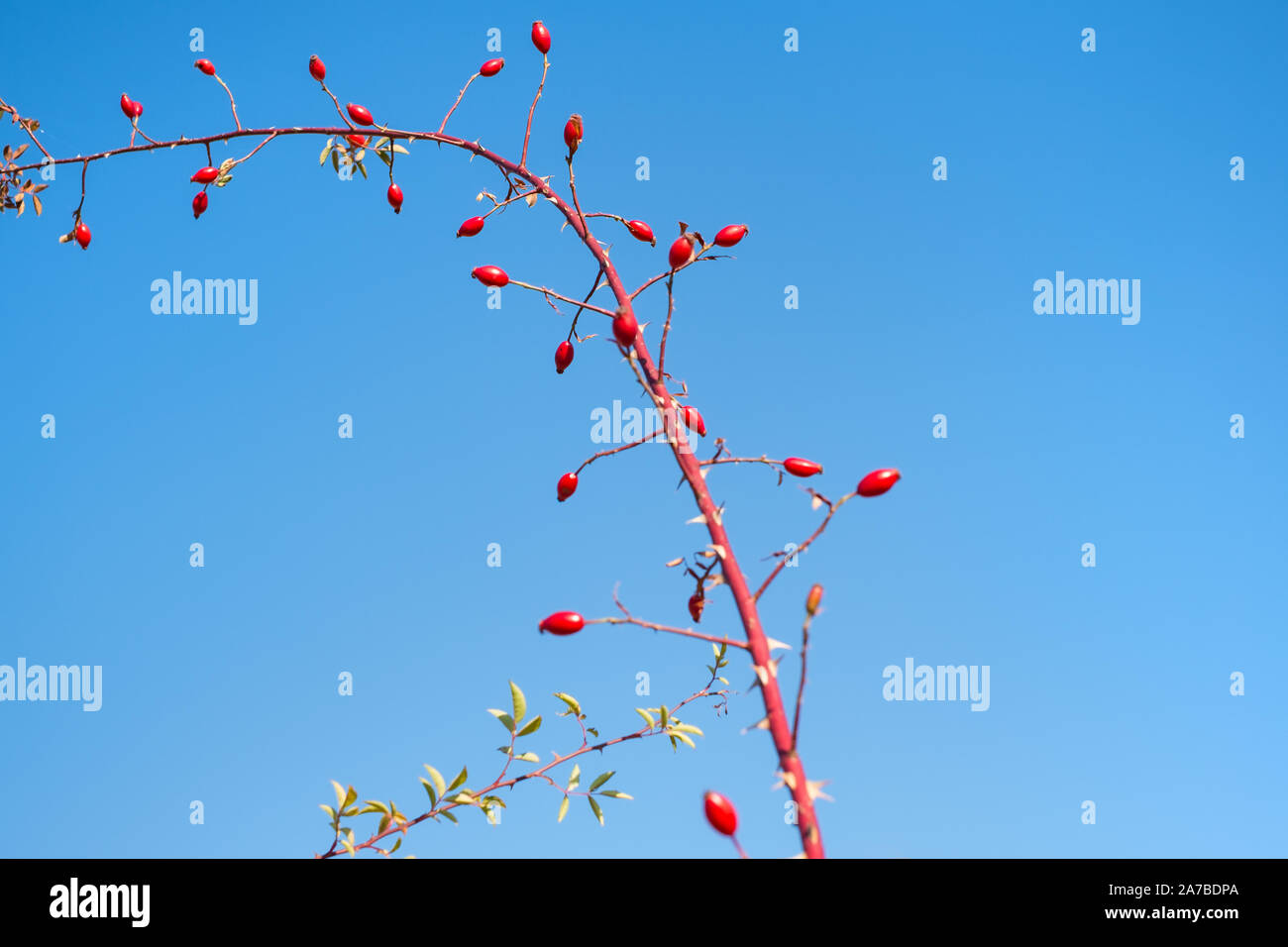 Sky Rosa Reds branches with red rosa canina on clear blue sky Stock Photo - Alamy