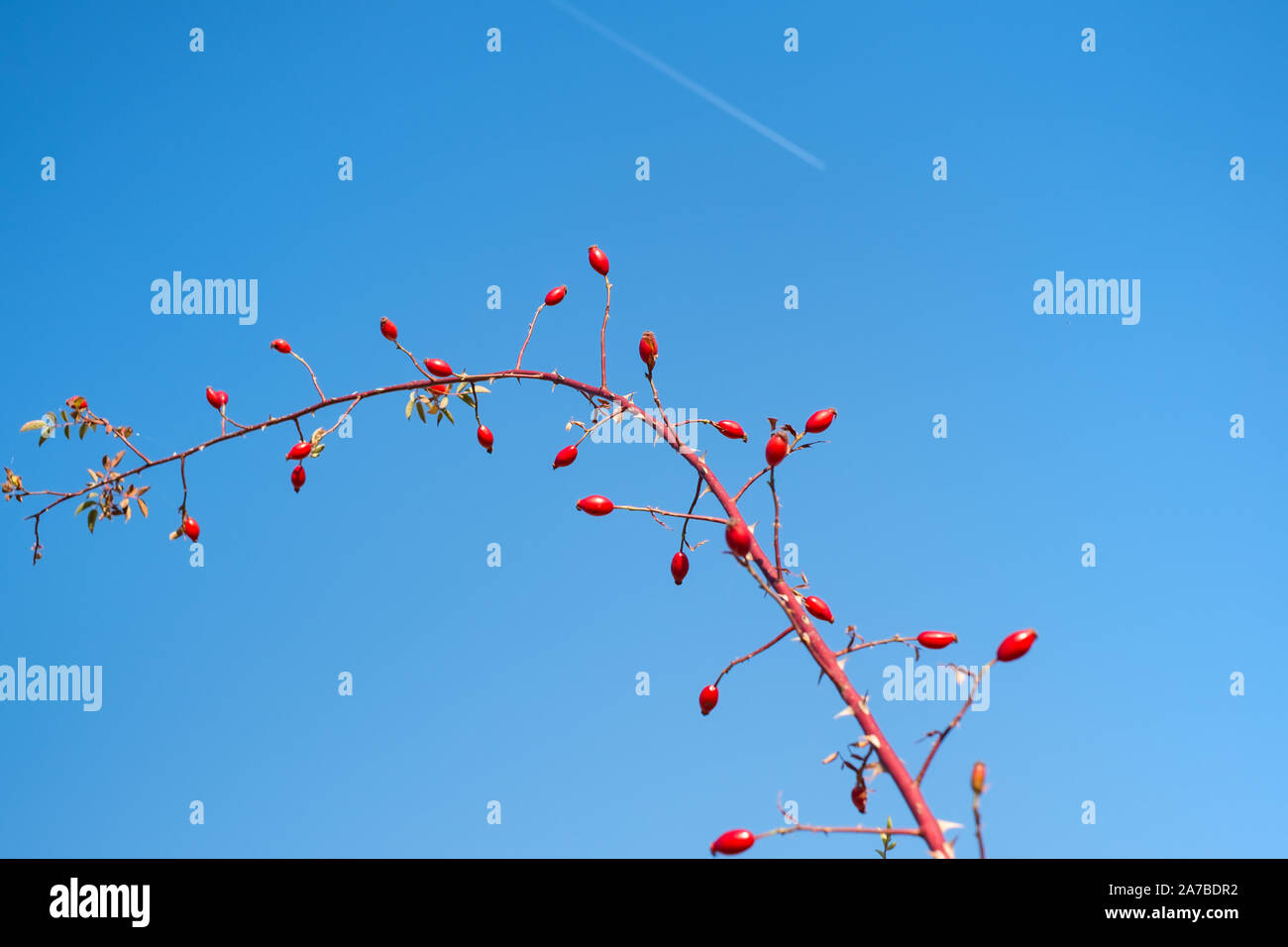 Sky Rosa Reds branches with red rosa canina on clear blue sky Stock Photo - Alamy
