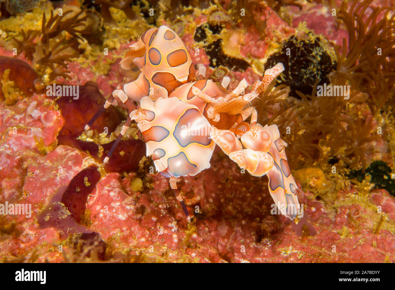 The blue harlequin shrimp, Hymenocera elegans, is also know as a clown shrimp, Philippines. Stock Photo
